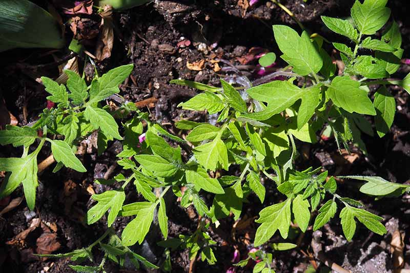 A picture of young seedlings growing in the sun in a garden, with soil in soft focus in the background.