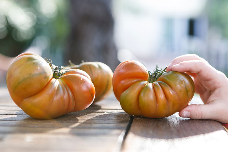 A close up of a child's hand from the right of the frame reaching up onto a wooden table and grasping a light red heirloom tomato. To the left are two further fruits.