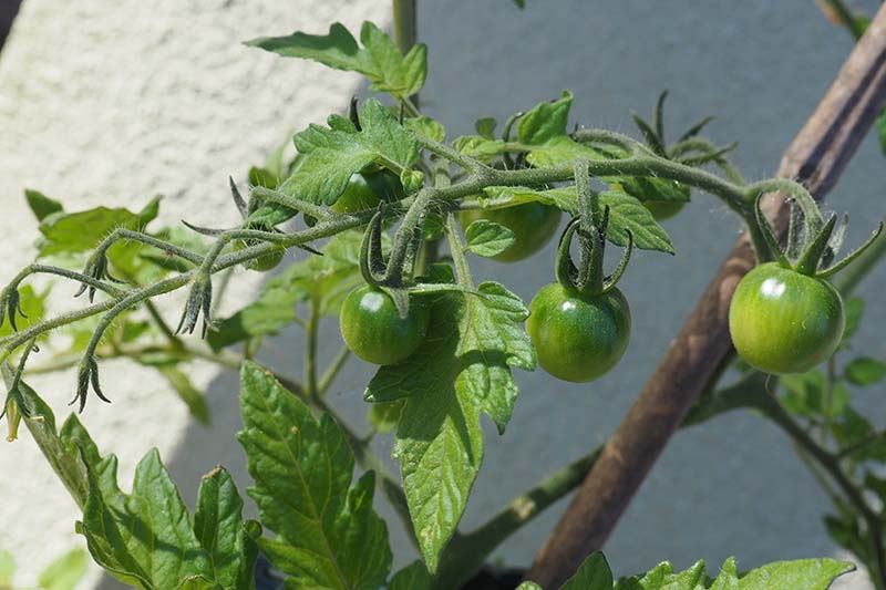 A close up of unripe, green tomatoes growing on the vine, pictured in light sunshine with a white wall in the background.