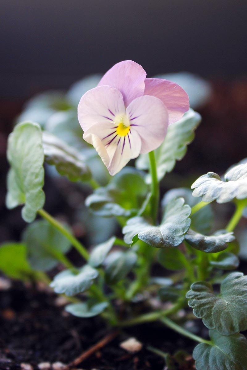 A vertical close up picture of a small pink flower, pictured on a dark soft focus background.