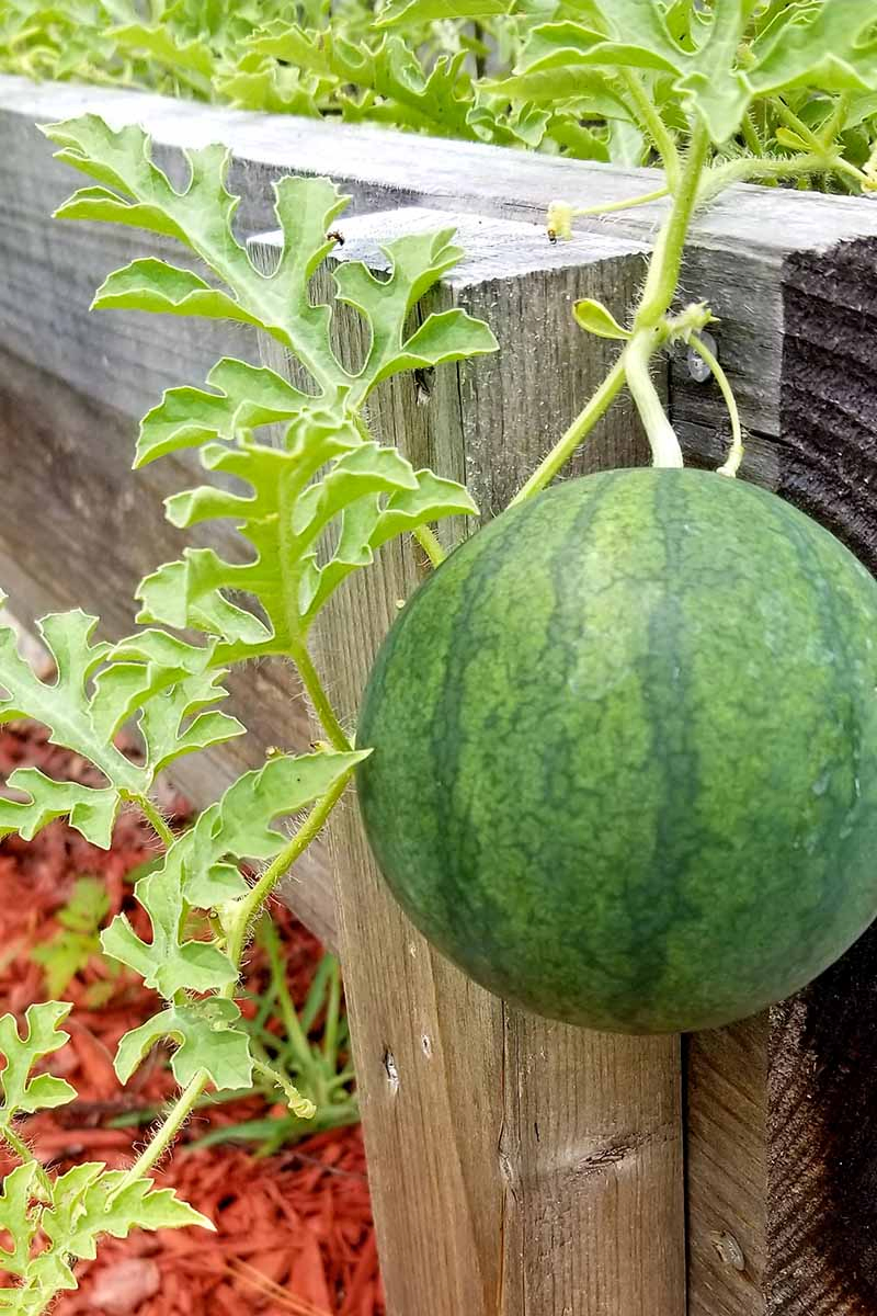 A close up vertical picture of a dark green, striped watermelon growing on a vine over a wooden fence, with foliage in soft focus in the background.