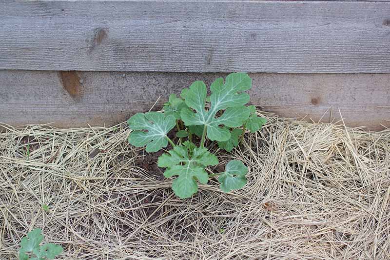 A close up horizontal image of a small seedling growing in front of a wooden fence, surrounded by straw mulch to assist moisture retention.