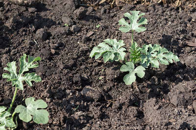 A close up horizontal picture of two seedlings growing in rich soil in the garden, pictured in bright sunshine.