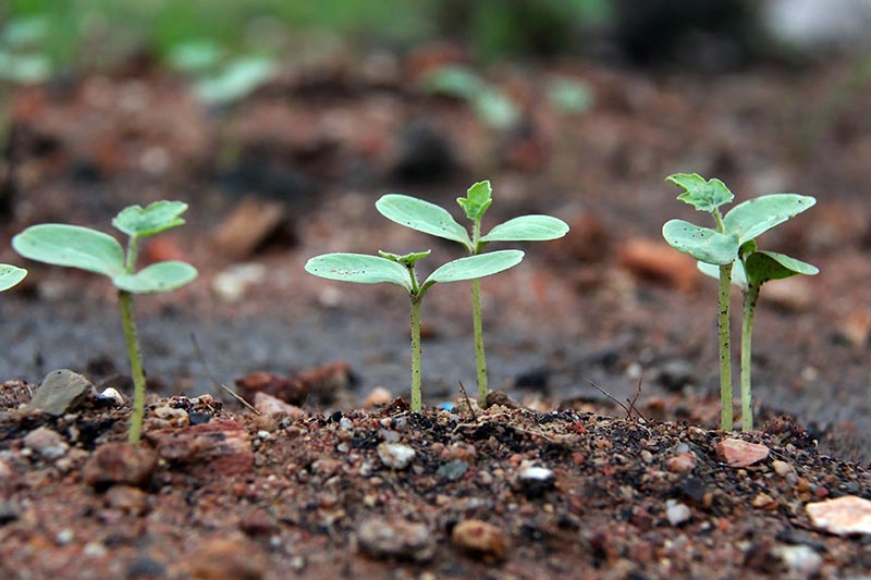 A close up horizontal image of tiny seedlings growing in the garden, pictured on a soft focus background.