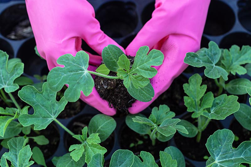 A close up, top down horizontal image of two hands wearing pink gloves, holding a small seedling with a black plastic seed tray in the background.