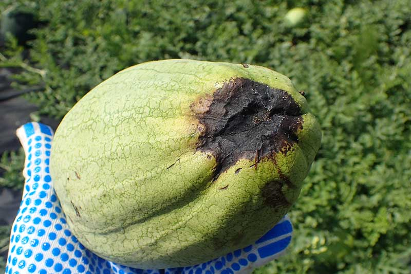 A close up of a gloved hand from the left of the frame holding a small watermelon suffering from a physiological disease known as blossom-end rot, pictured on a green soft focus background.