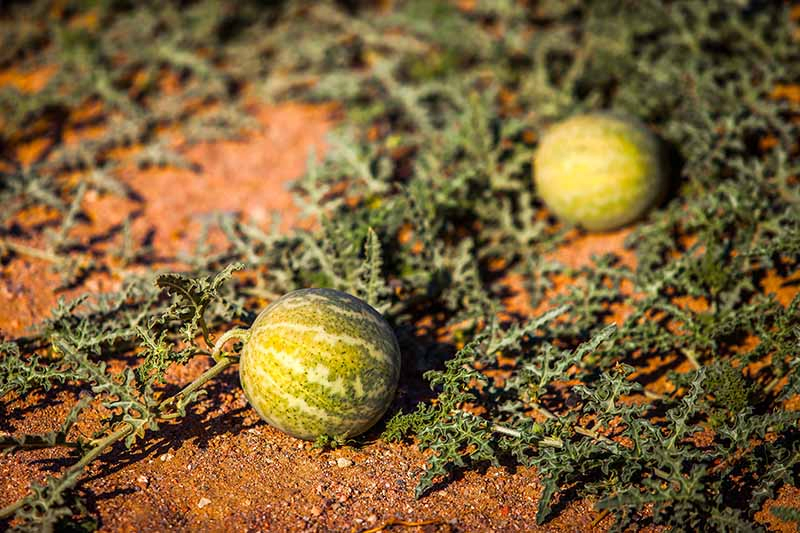 A close up of the rich red soil in a dry, arid climate covered with a trailing vine and two developing melons, with light green, mottled skin, pictured in filtered evening sunshine.
