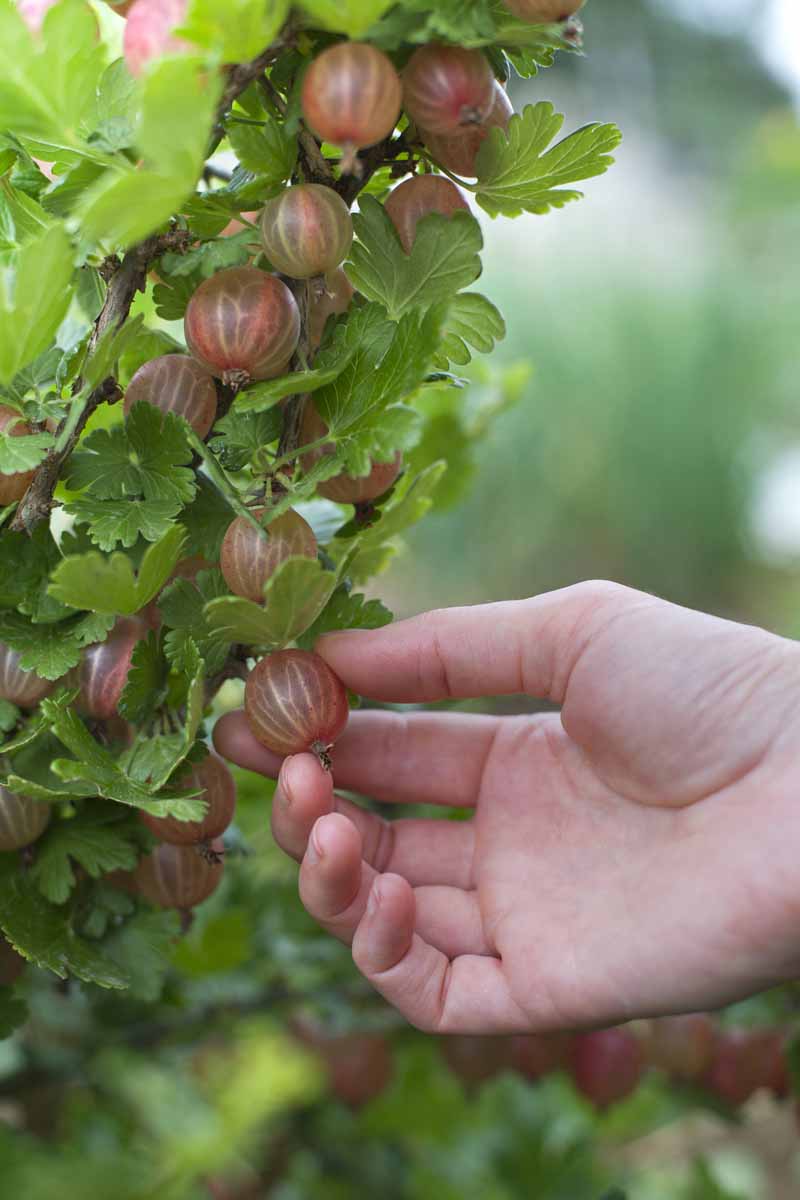 A vertical close up picture of a hand from the right of the frame picking a ripe, red berry, pictured on a soft focus background.