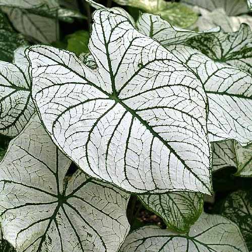 A close up of the bicolored white and green leaves of C. x hortulanum 'White Christmas' growing in the garden, pictured in filtered sunshine.