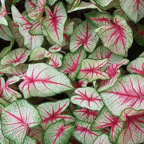 A close up square cropped image of C. x hortulanum 'White Queen' with light green variegated leaves and pink veins and centers.