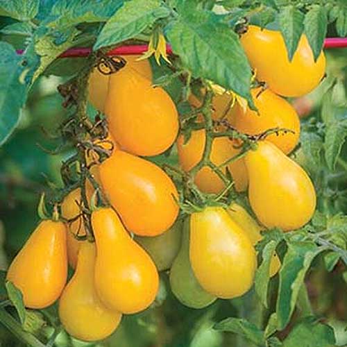 A close up of the 'Yellow Pear' variety of cherry tomato, growing in the garden, ready for harvest, pictured on a soft focus background.