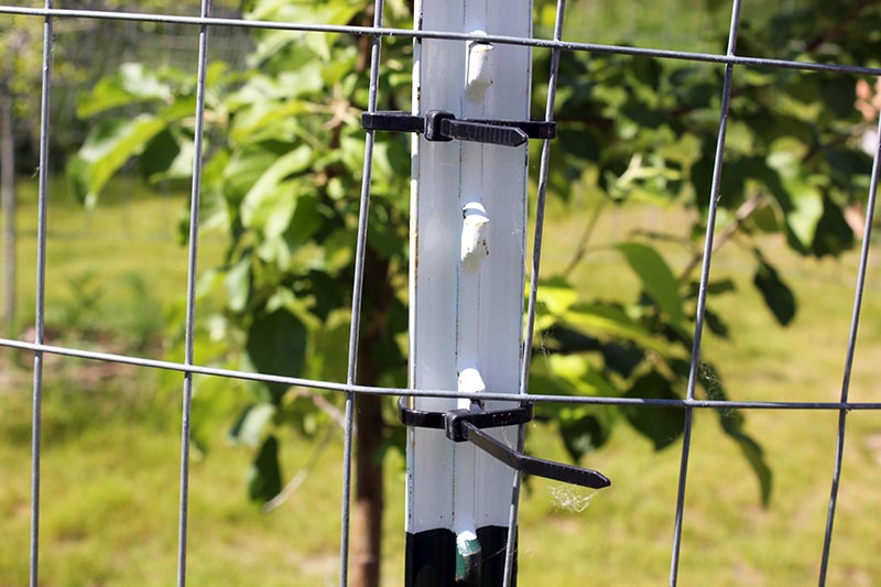 A close up of an upright fence post showing plastic zip ties keeping a wire mesh fence in place, pictured in bright sunshine with a tree in soft focus in the background.