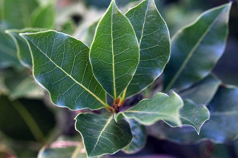A close up of the foliage of a Laurus nobilis tree growing in a container indoors.