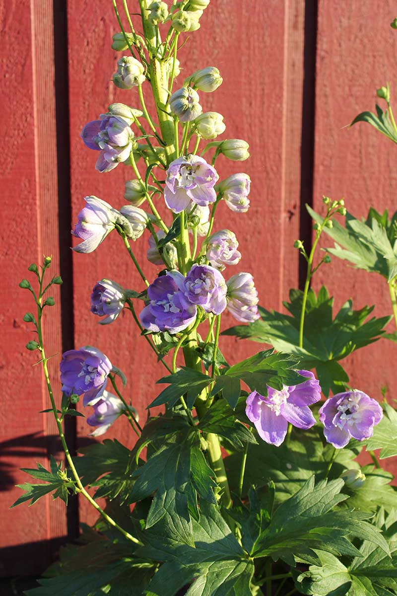 A vertical close up of a light purple delphinium growing in front of a red wooden fence, pictured in bright sunshine.
