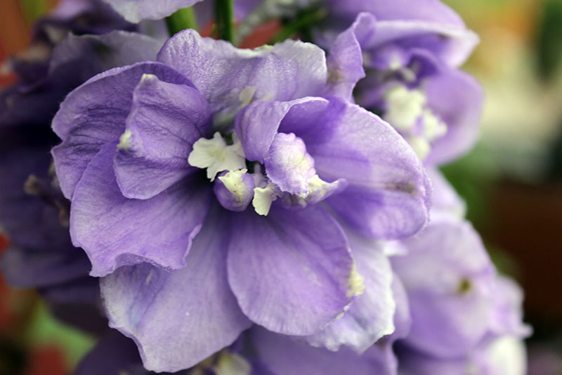 A close up of a light purple delphinium flower on a soft focus background.