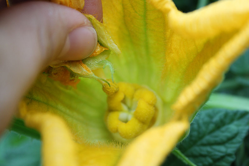 A close up of a hand from the left of the frame hand-pollinating a bright yellow flower by rubbing the stamen onto the stigma.