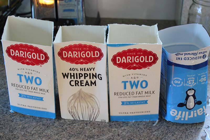 A close up of four milk cartons, washed, with the tops cut off so that they can be placed around the plants. The cartons are on a kitchen counter.