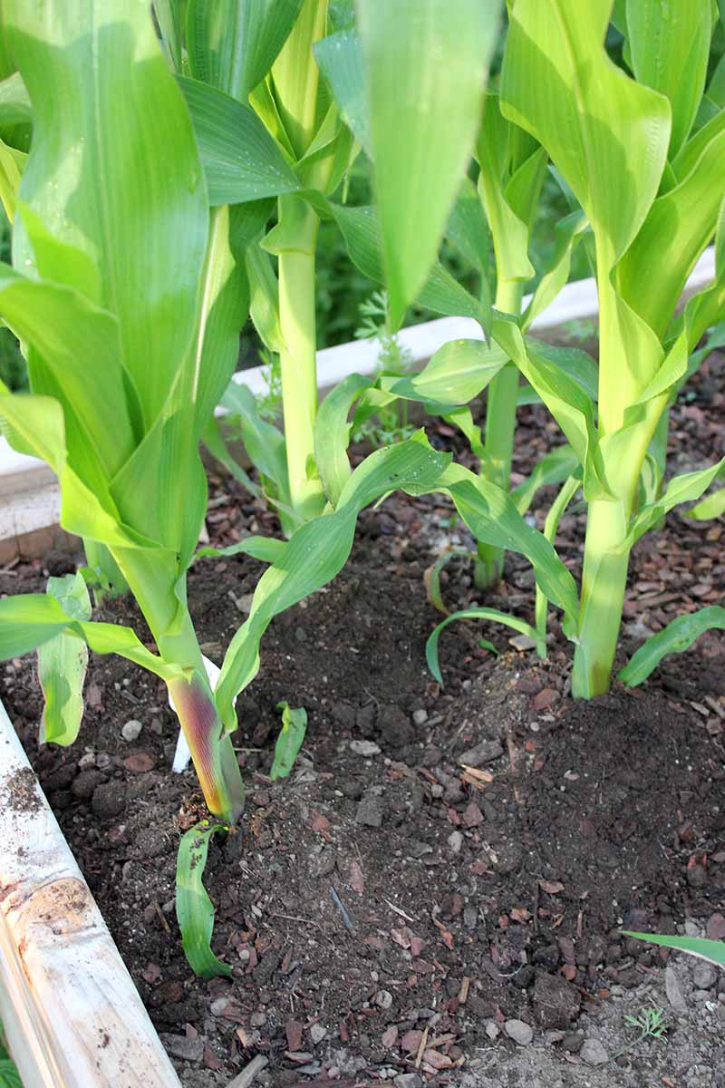 Planting field corn for a home garden