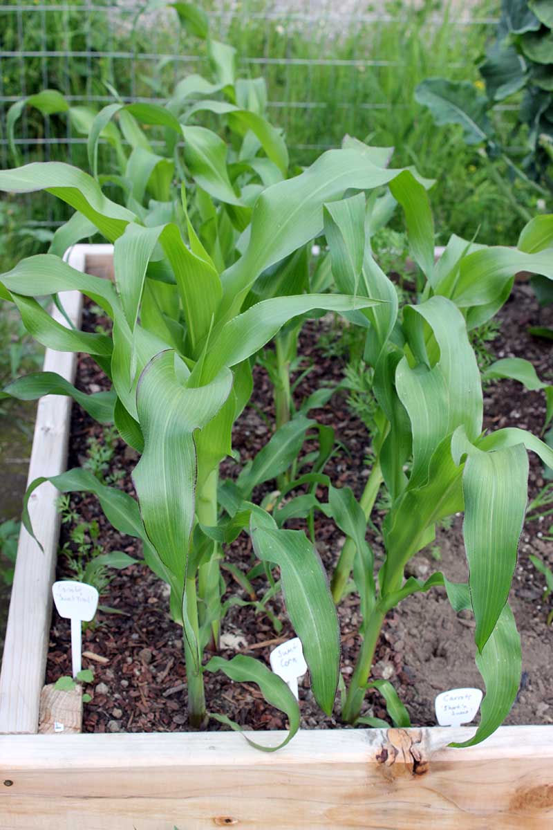 A vertical image of rows of Zea mays growing in a raised garden bed with a wire fence in the background.