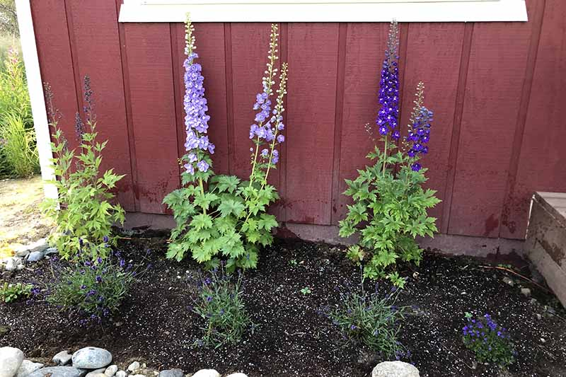 A close up of three delphiniums growing in a flower border with a red wooden house in the background.