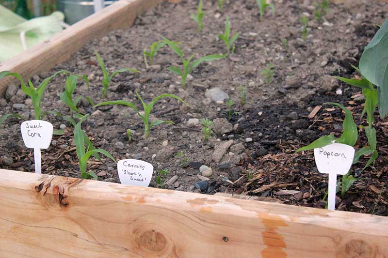 A close up of a wooden raised garden bed with different varieties of Zea mays planted too close together.