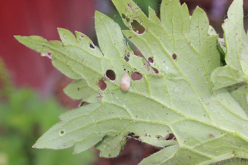A close up of a small slug on the underside of a leaf showing the damage.