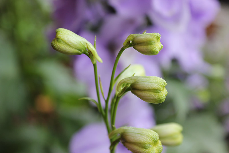A close up of the unopened flower buds of delphinium pictured on a soft focus background.