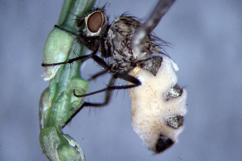 A close up of a seed corn maggot fly, Delia platura feeding on a plant pictured on a blue soft focus background.
