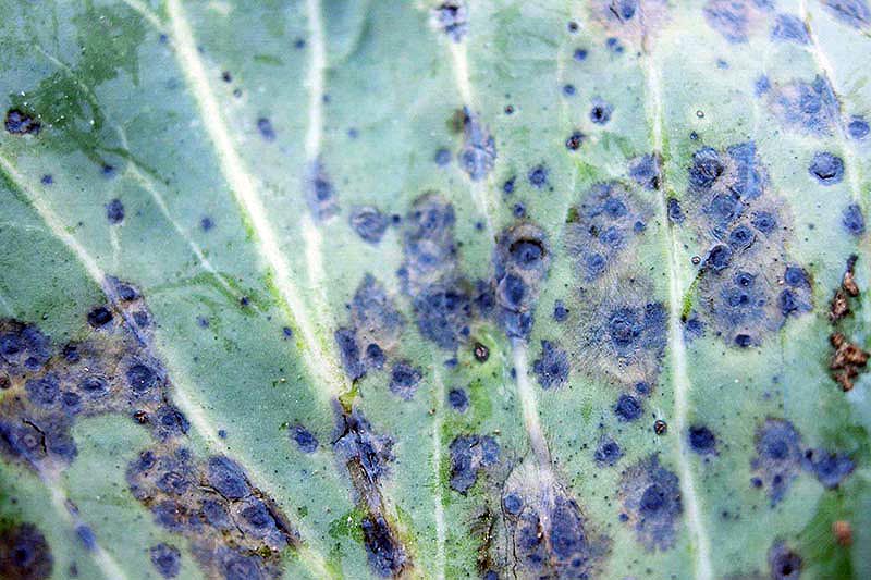 A close up horizontal image of a cabbage leaf suffering from alternaria leaf spot, a disease that causes the foliage to develop dark spots.