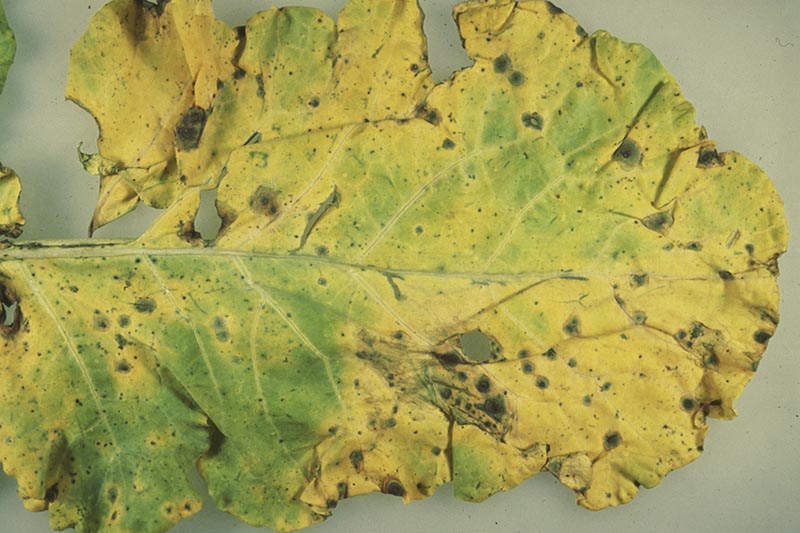 A close up horizontal image of a leaf suffering from Alternaria leaf spot on a white background.
