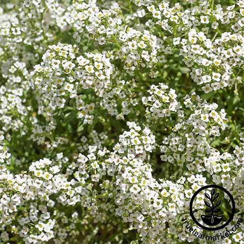 A square image of white sweet alyssum flowers pictured in bright sunshine. To the bottom right of the frame is a black circular logo and text.
