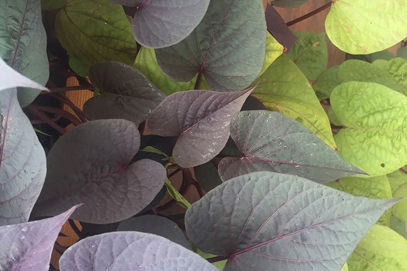 A close up horizontal image of purple and light green foliage of ornamental Ipomoea batatas with a wooden fence in soft focus in the background.