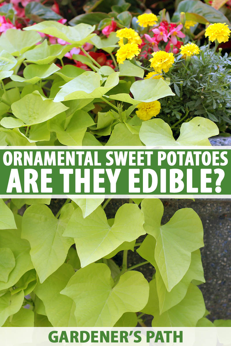 are ornamental sweet potatoes edible? | gardener's path