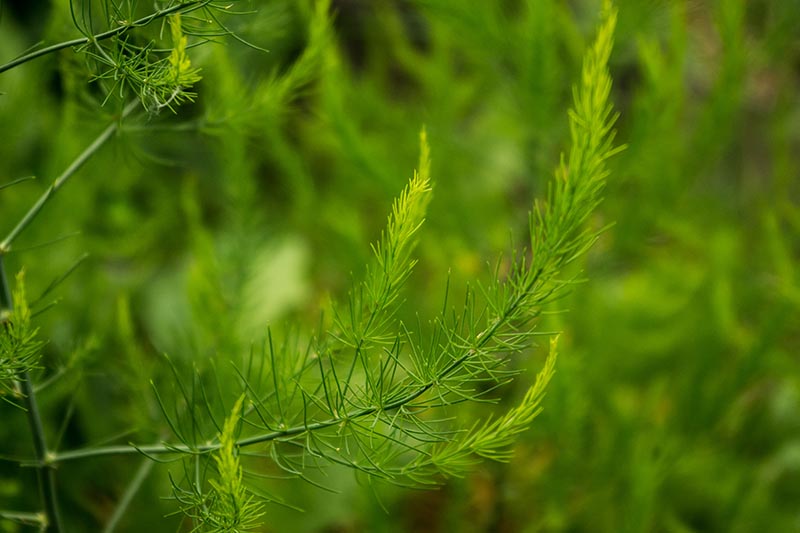 A close up horizontal image of A. officinalis vegetation growing in the garden on a green soft focus background.