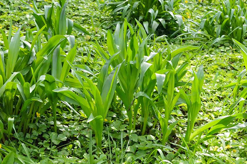 A horizontal image of Colchicum autumnale foliage growing in the garden in spring, surrounded by ground cover plants.
