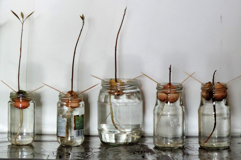 A close up horizontal image of a set of glass jars each containing water and an avocado seed for sprouting set against a white background.