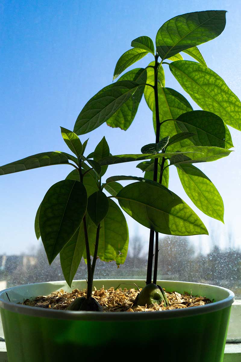 A close up vertical image of a small avocado tree growing in a green plastic container on a window sill with blue sky in the background.