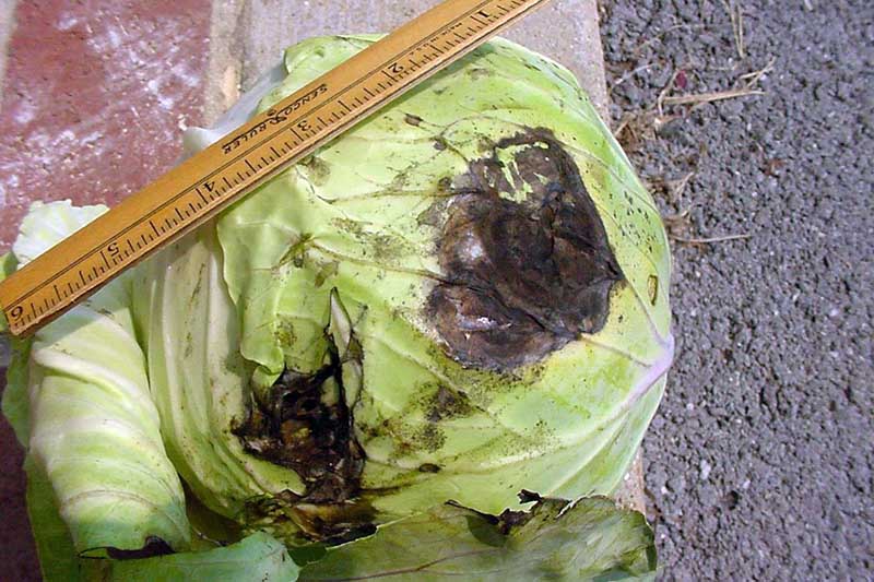 A close up horizontal image of a cabbage head with a ruler set on top of it showing the extent of a bacterial soft rot infection.