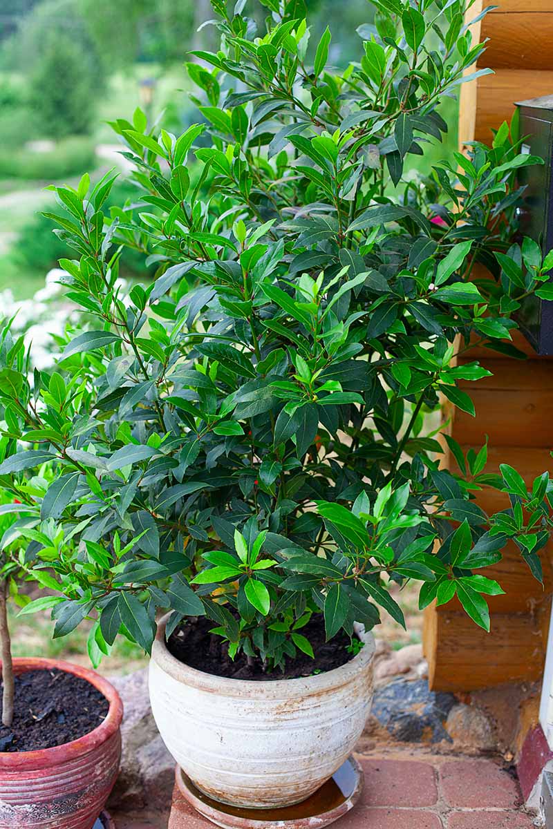 A vertical close up picture of a large Laurus nobilis tree growing in a small terra cotta pot on a porch outdoors, with a wooden fence in soft focus in the background.