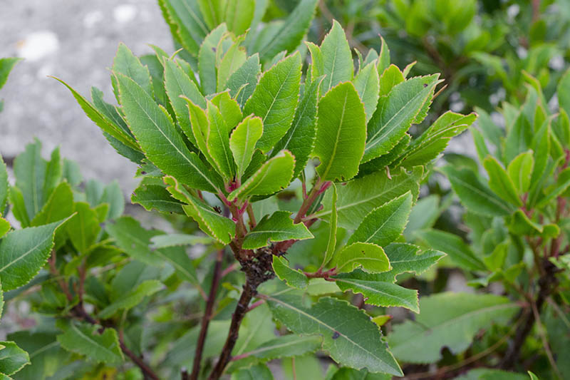 A close up horizontal image of a Laurus nobilis tree growing in the garden pictured on a soft focus background.