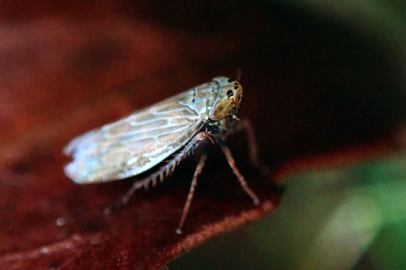 A close up horizontal image of a small moth, the adult form of the common garden pest, the beet leafhopper, pictured on a soft focus background.