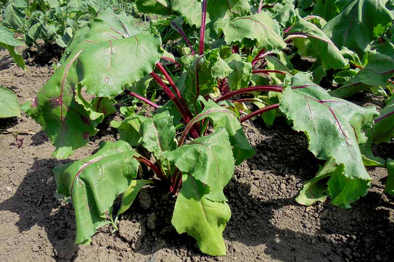 A close up horizontal image of a beet plant growing in the garden with leaves wilting in the sun and damage to the roots by soil-borne nematodes.