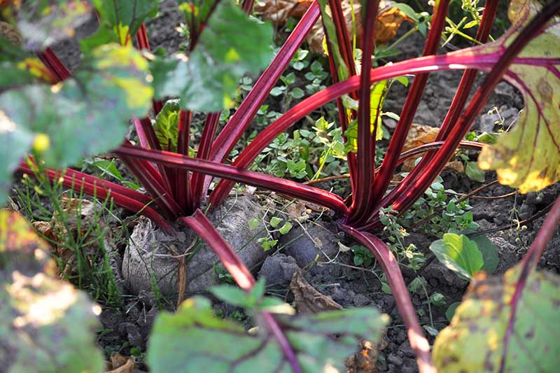 A close up horizontal image of beets growing in the garden with the roots too close together potentially causing them to be deformed.