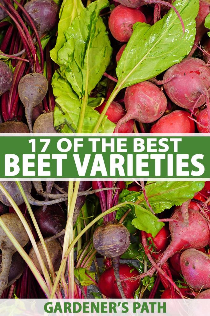 A vertical image of a pile of beets in different colors to show the variety of cultivars available. To the center and bottom of the frame is green and white printed text.