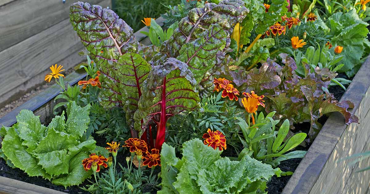 7 Of The Best Companion Plants To Grow With Chard