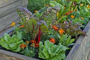 Image of a wooden raised garden bed planted with chard, lettuce, marigolds, and a variety of other companion plants.