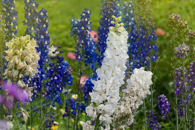 A close up horizontal image of white, blue, and purple flowers growing in the garden, pictured on a green soft focus background.