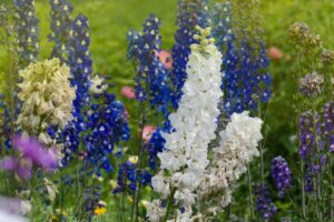A close up horizontal image of white, blue, and purple flowers growing in the garden, pictured on a green soft focus background.