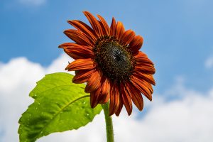 9 Popular Pollenless Sunflowers to Grow in Your Garden