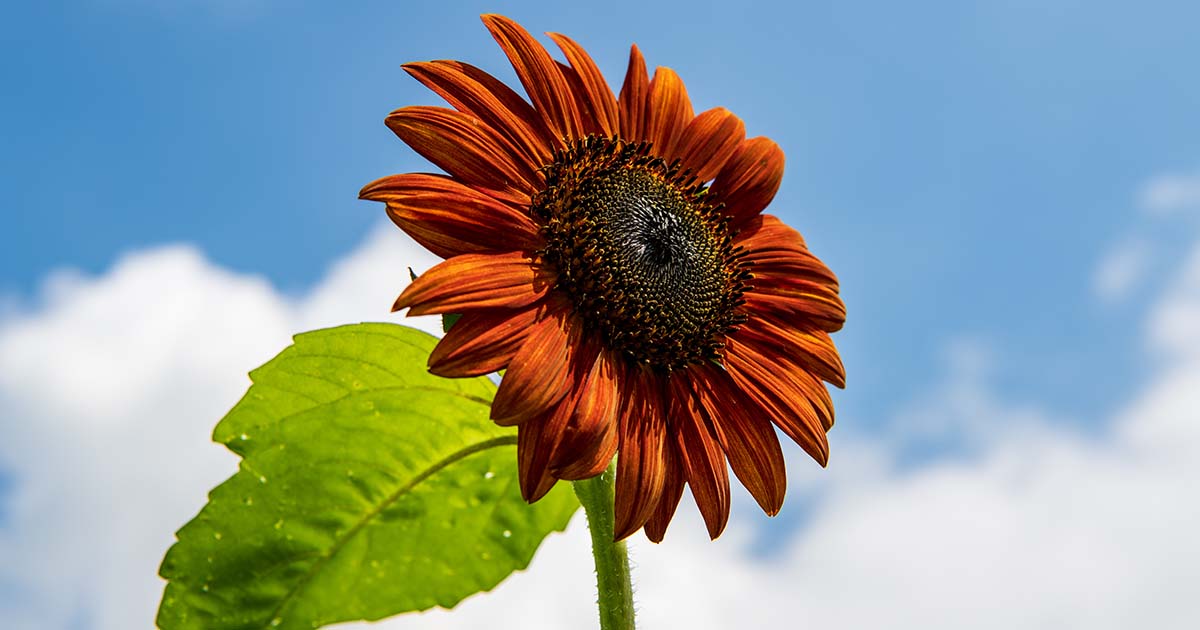 9 of the Best Pollenless Sunflowers | Gardener’s Path